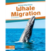 Whale Migration