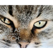 Life as Boo Boo's Bitch: The Fundamentals of Feline Fatherhood