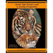 Hoover Tiger Forever Loved A Journey of Inspiration