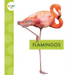 Flamingos