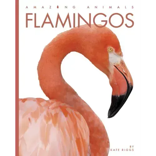 Flamingos