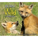 Born Wild in Montana