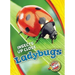 Ladybugs