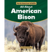 All about American Bison