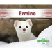 Ermine