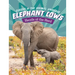 Elephant Cows: Heads of the Herd