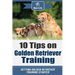10 Tips on Golden Retriever Training: Getting Golden Retriever Training Started!