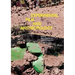Experimental Film and Anthropology