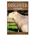 Capybara - Discover: Early reader's wildlife photography book
