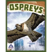 Ospreys