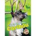 Caribou