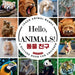 Hello, Animals!: A Bilingual Picture Book to Learn Animal Names and Build Vocabulary in English and Korean