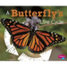 A Butterfly's Life Cycle