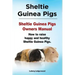 Sheltie Guinea Pigs. Sheltie Guinea Pigs Owners Manual. How to raise happy and healthy Sheltie Guinea Pigs.