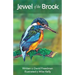 Jewel of the Brook: The Kingfisher's Tale