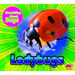 Ladybugs