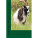 Goats wild and domestic breeds around the world.: Goat breeds