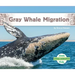 Gray Whale Migration