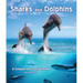 Sharks and Dolphins: A Compare and Contrast Book