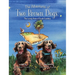 The Adventures of Two Brown Dogs: The Lovely State of South Carolina