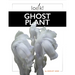 Ghost Plant