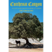 Cutthroat Canyon: The White Angel Survives In Virginia City, Nevada
