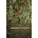 Growing Fruit Trees: A Garden Guide