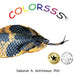 Colorsss