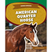 American Quarter Horse
