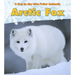 Arctic Fox