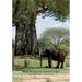 Bror Blixen in Tanganyika: Big Game and Volcanoes