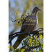 Call of the Dove