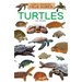 Turtles