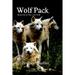 Wolf Pack