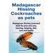 Madagascar hissing cockroaches as pets. Madagascar hissing cockroach book for pros and cons, housing, keeping, diet, care and health.