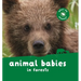 Animal Babies in Forests