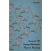 Secrets of Long-Distance Pigeon Racing
