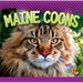 Maine Coons
