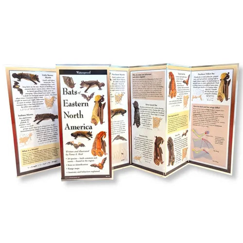Bats of Eastern North America