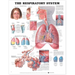 The Respiratory System Anatomical Chart