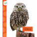 Owls