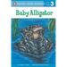 Baby Alligator