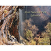Zion National Park Splendor