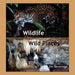 Wildlife-Wild Places