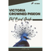 Victoria Crowned Pigeon: Pet bird guide