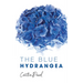 The Blue Hydrangea
