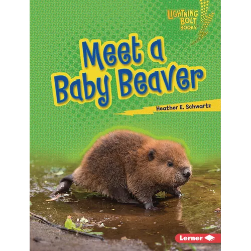 Meet a Baby Beaver