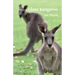 Glass Kangaroo