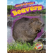 Beavers