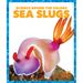 Sea Slugs